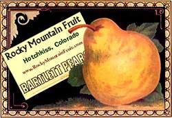 Bartlet Pear Poster