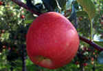 beautiful apple