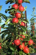 gala apples climb up a spindle